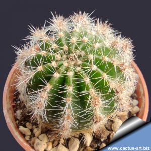 Echinopsis hybrid lilla rosato ++ / lilac with pink