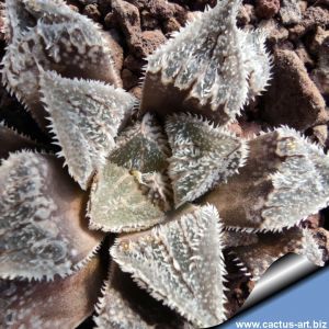 Haworthia cv. FROST (ex Japan)
