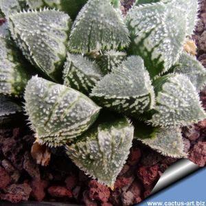 Haworthia cv. FROST (ex Japan)
