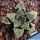 Haworthia cv. FROST (ex Japan)