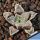 Haworthia cv. FROST (ex Japan)