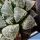 Haworthia cv. FROST (ex Japan)
