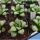 Haworthia cv. BYAKUYA (Midnight Sun) ex Japan