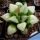Haworthia cv. BYAKUYA (Midnight Sun) ex Japan