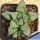 Haworthia cv. BYAKUYA (Midnight Sun) ex Japan