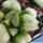 Haworthia cv. BYAKUYA (Midnight Sun) ex Japan