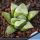 Haworthia cv. BYAKUYA (Midnight Sun) ex Japan