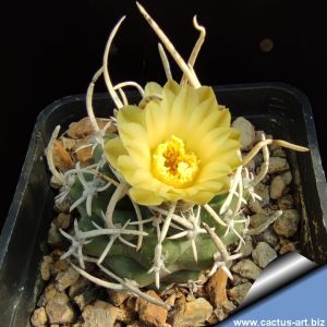 Pediocactus peeblesianus ssp. fickeisenii RP145 Mohave Co, Arizona USA (Navajoa peeblesiana ssp. fickeisenii)