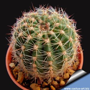 Echinopsis hybrid viola lilla ++ / liliac purple