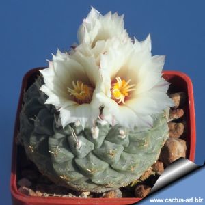 Strombocactus disciformis f. minimus (Strombocactus jarmilae) VM207 Pena Miler, Querétaro, Mexico