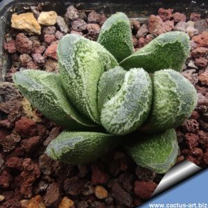 Haworthia cv. RASPER