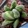Haworthia cv. RASPER