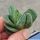 Haworthia cv. RASPER