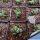 Haworthia cv. RASPER