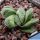 Haworthia cv. RASPER