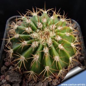 Melocactus peruvianus v. albispinus KK724 Huinco, Rio Eulalia, Peru,1200-1600 m