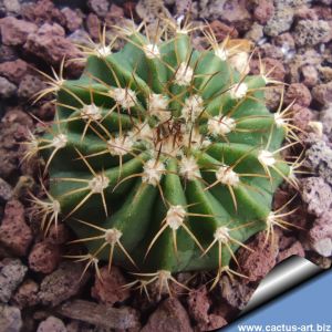Melocactus peruvianus v. albispinus KK724 Huinco, Rio Eulalia, Peru,1200-1600 m