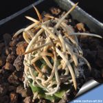 Pediocactus peeblesianus FH53.1 Marcou Mesa, Arizona, USA,1600 m.(Navajoa peeblesiana)