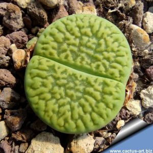 Lithops hookeri v. dabneri cv. ANNAROSA