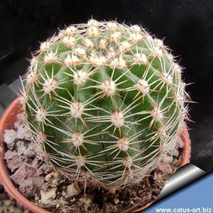 Echinopsis hybrid lilla aranciato ++++/ liliac with orange