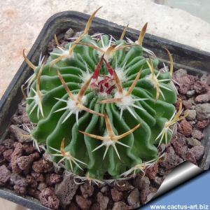 Echinofossulocactus lamellosus GM1543, Maconi, Queretaro, Mexico