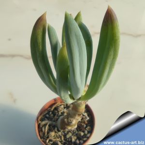 Senecio ficoides "compact"