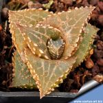 Haworthia tessellata cv. FANG