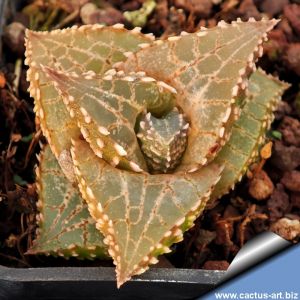 Haworthia tessellata cv. FANG