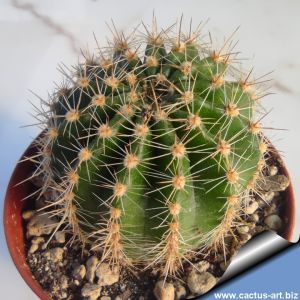 Echinopsis hybrid rosso +++ / red