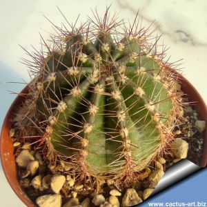Echinopsis hybrid salmone aranciato +++ / salmon shaded orange