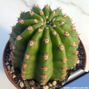 Echinopsis hybrid salmone ++ / salmon