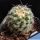 Pediocactus paradinei RP80 Coconino County, Arizona, USA