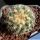 Pediocactus paradinei RP80 Coconino County, Arizona, USA