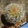 Pediocactus paradinei RP80 Coconino County, Arizona, USA (Grafted)