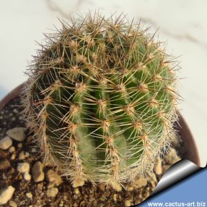Echinopsis hybrid viola aranciato +++ / purple with orangish