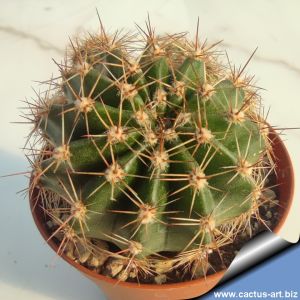 Echinopsis hybrid arancio sfumato ++ / faded orange