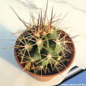 Echinocereus hybrid triglochidiatusi x coccineus