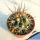 Echinocereus hybrid triglochidiatusi x coccineus