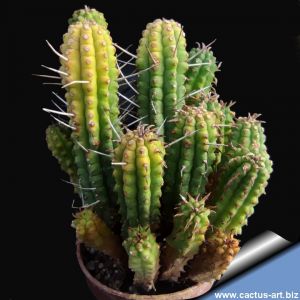Euphorbia submammillaris "prolifera"