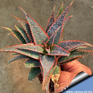Aloe cv. CHRISTMAS CAROL