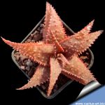Aloe cv. CHRISTMAS CAROL