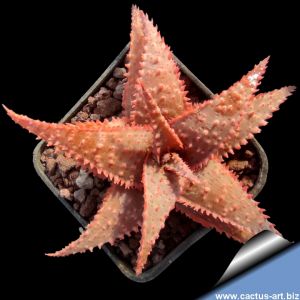 Aloe cv. CHRISTMAS CAROL
