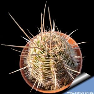 Lobivia hybrid densispina x aurea shaferi