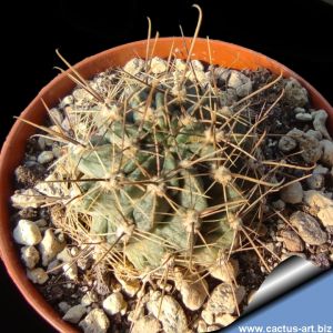 Lobivia jajoiana fa. gregeri