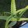 Aloe arborescens