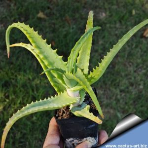 Aloe arborescens