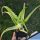 Aloe arborescens