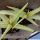 Aloe arborescens f. variegata