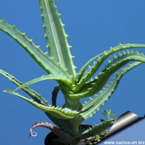 Aloe arborescens f. variegata