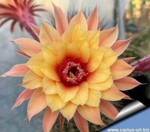 Hildewintera hybrid cv. AURORA